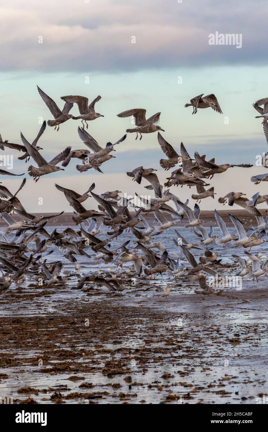 gregge di gabbiani sulla spiaggia al tramonto, gregge di uccelli sulla spiaggia che prendono il volo, gregge di gabbiani che volano sulla spiaggia, gabbiani sulla spiaggia a holkham hall beach Foto Stock