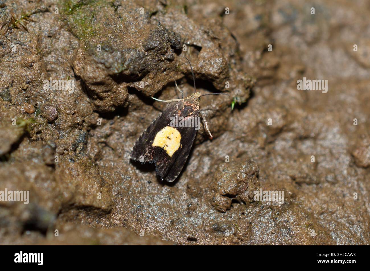 Una falena regale Piercer (Pammene regiana) vista dall'alto poggiata su una roccia bagnata. Foto Stock