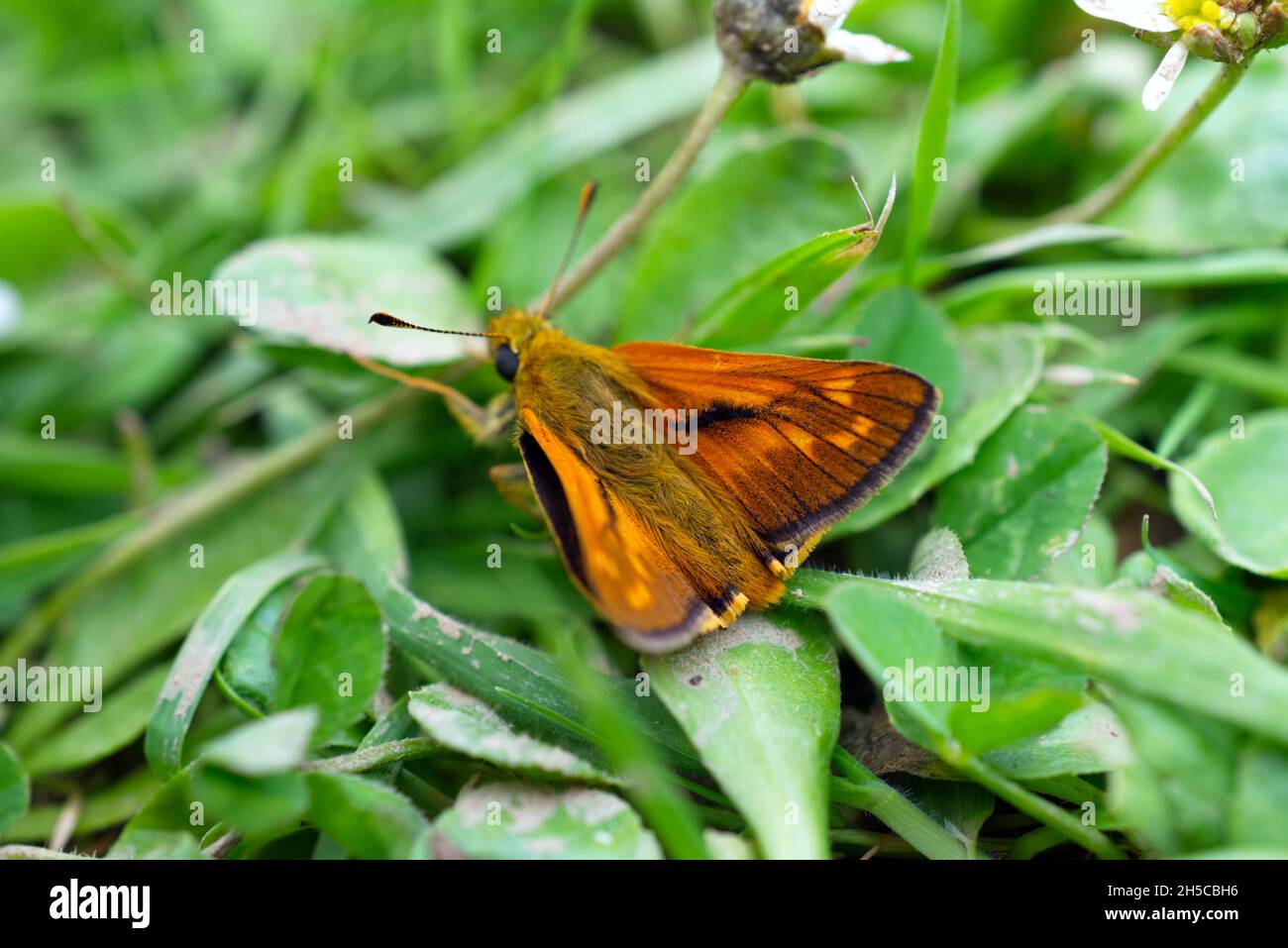 Un maschio Skipper grande (Ochlodes sylvanus) farfalla riposo su margherite foglie, mostra il upperwing, in Sussex, Inghilterra, Regno Unito. Foto Stock