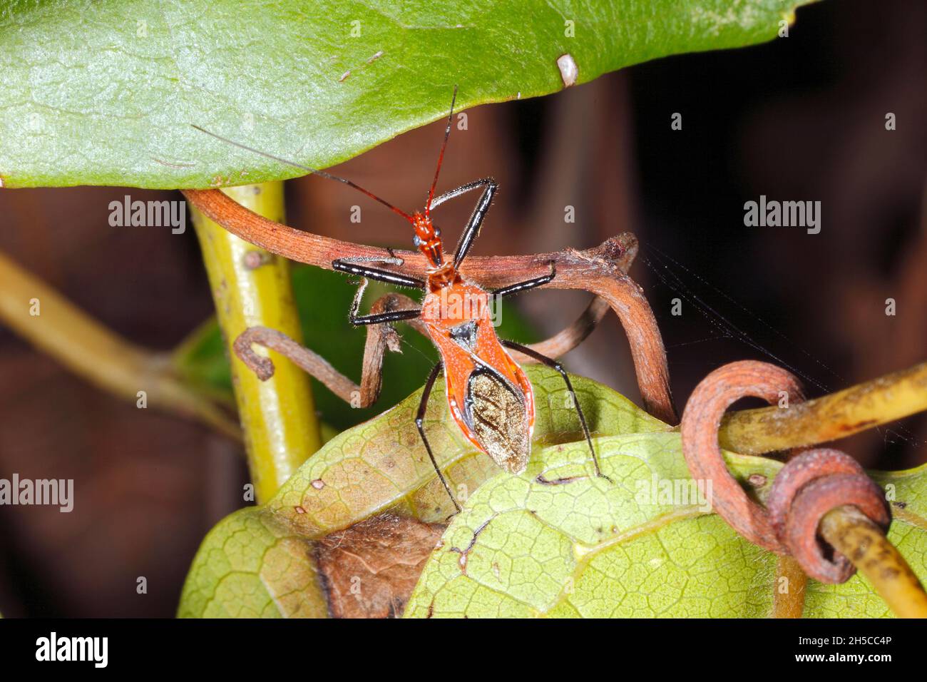 Arancio Assassin Bug, Gminatus australis. Coffs Harbour, New South Wales, Australia Foto Stock