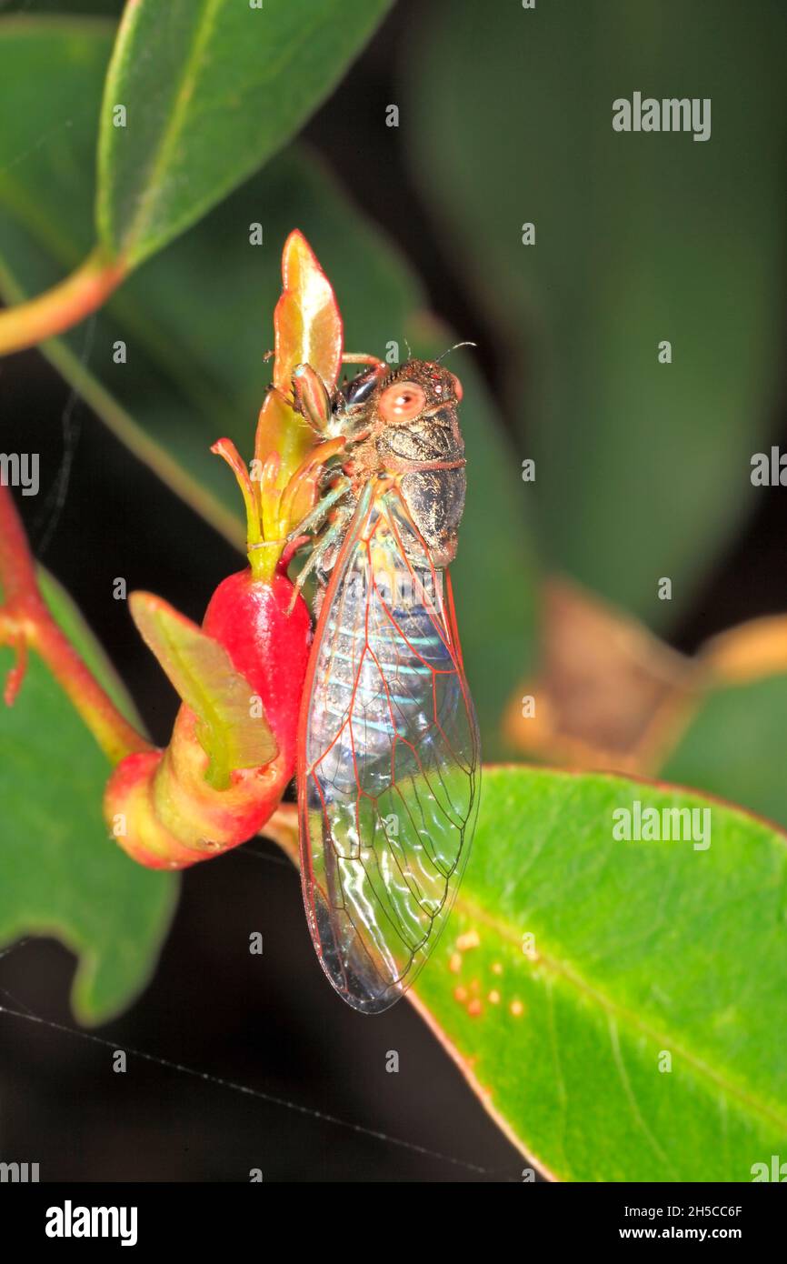 Scratcher Cicada, Poppepsalta aeroides. Ali di essiccazione per adulti appena schiusa. Coffs Harbour, New South Wales, Australia Foto Stock