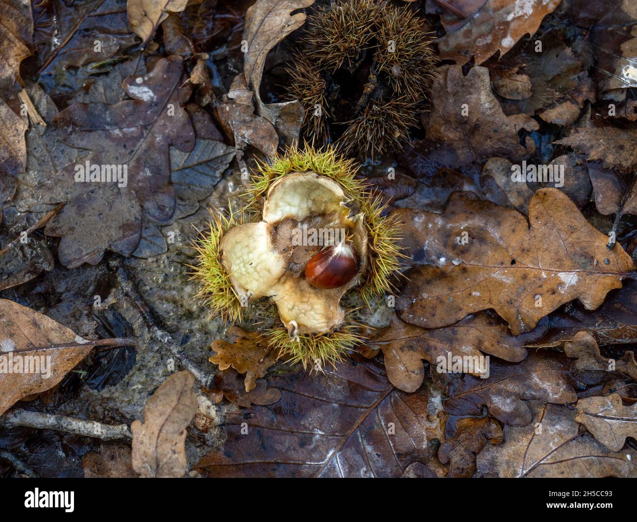 Castagne dolci, buccia vecchia o bur e foglie in bosco. Foto Stock