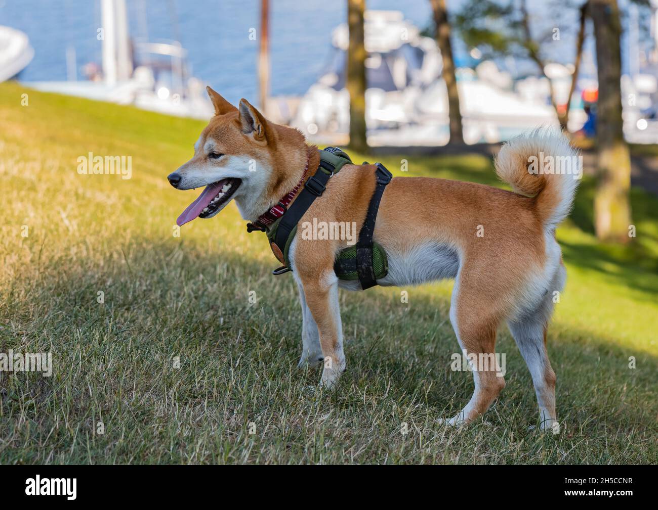 Ritratto di bel cane Shiba inu rosso in piedi nel parco durante il tramonto in estate. Buon cane shiba inu giapponese in un parco. Vista sulla strada, senza persone, Foto Stock