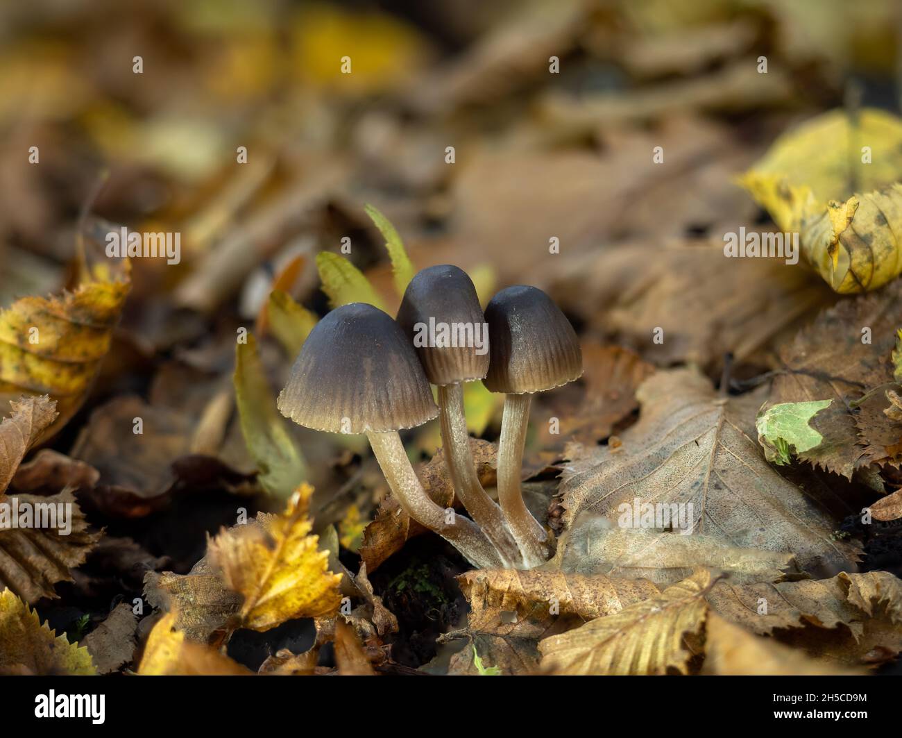Gruppo di funghi Bonnet in bosco. Foto Stock
