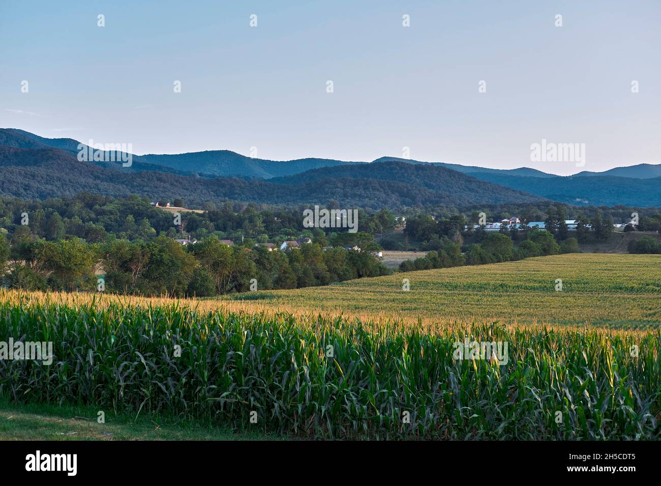 Un lussureggiante e maturo campo di mais si estende attraverso una fattoria della Shenandoah Valley vicino a Stanley, Virginia. Foto Stock