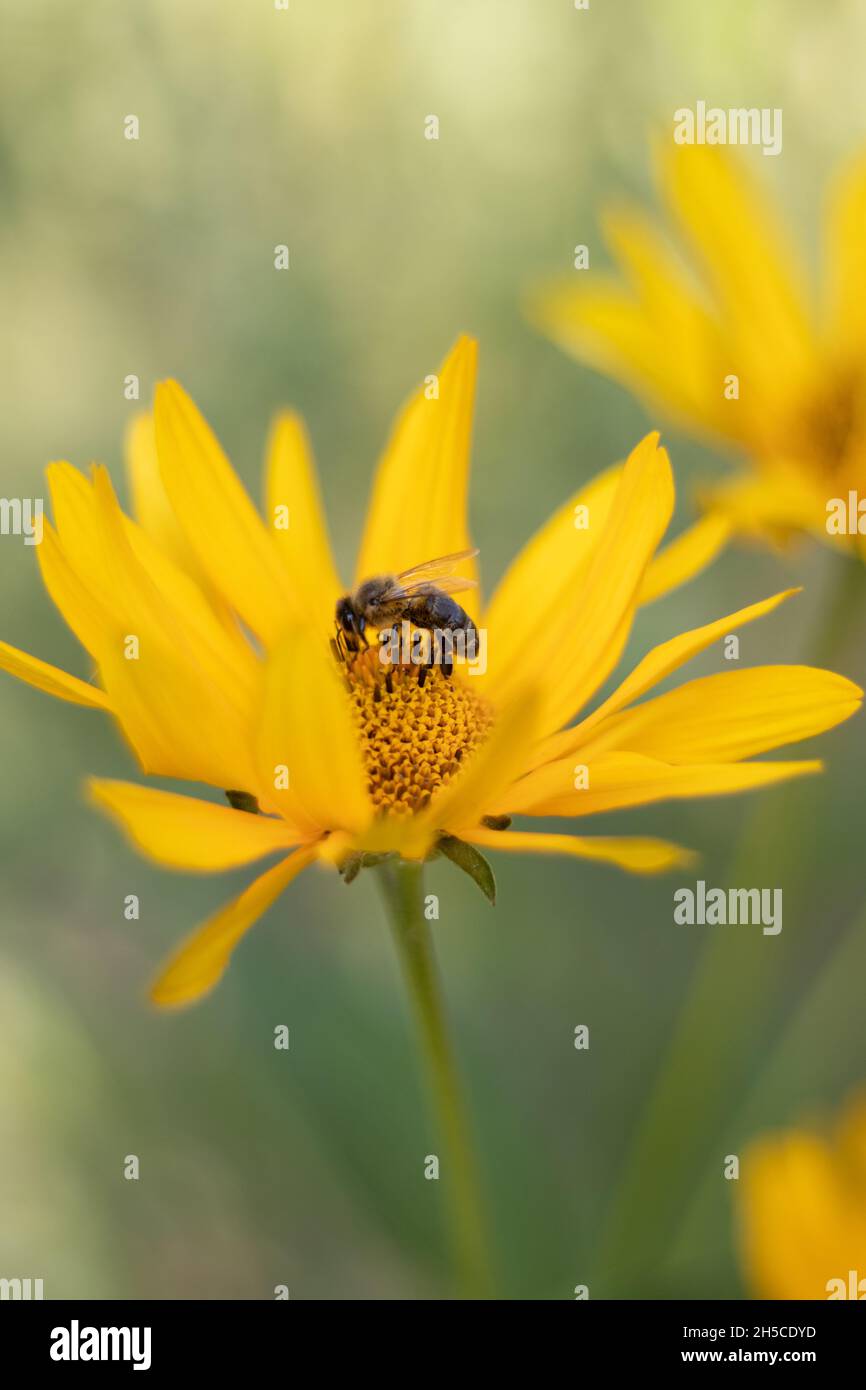 ape piccola su un fiore giallo Foto Stock