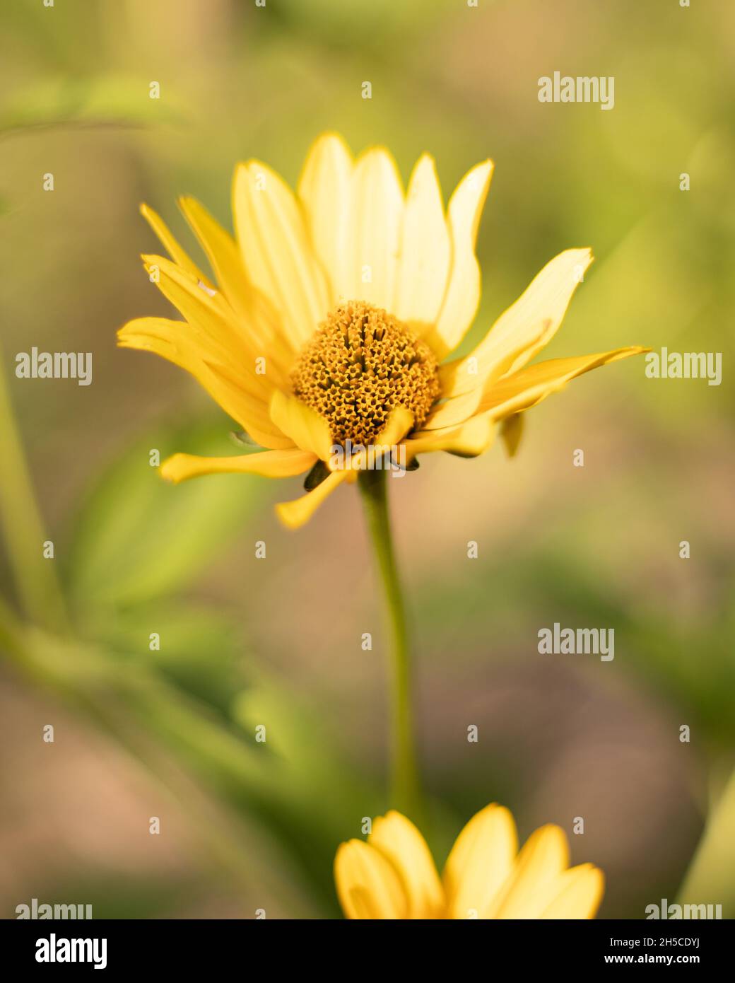 Fiore giallo in giardino Foto Stock