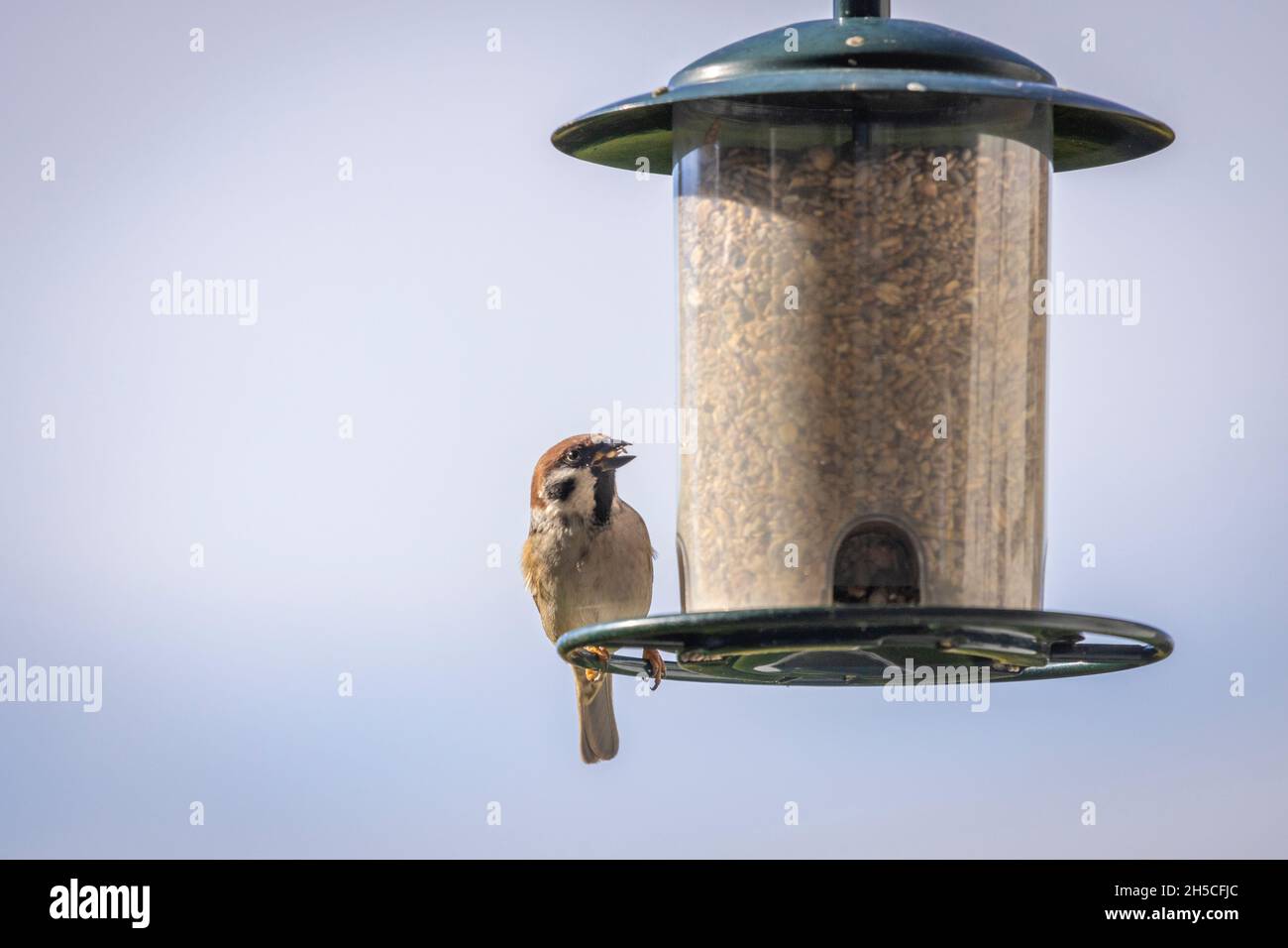 close shot di una meravigliosa piccola casa passera in una casa di alimentazione Foto Stock