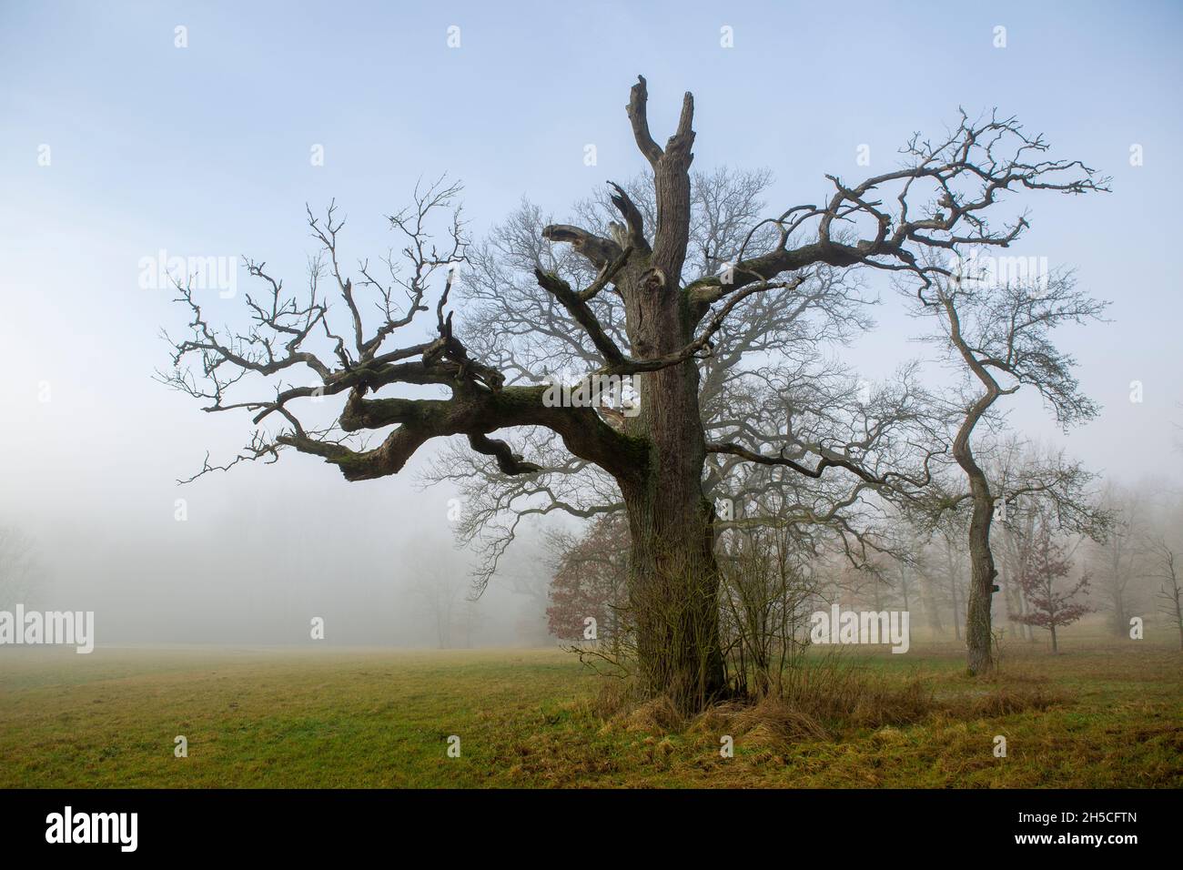 Vecchio albero di quercia spoky in un paesaggio nebuloso Foto Stock