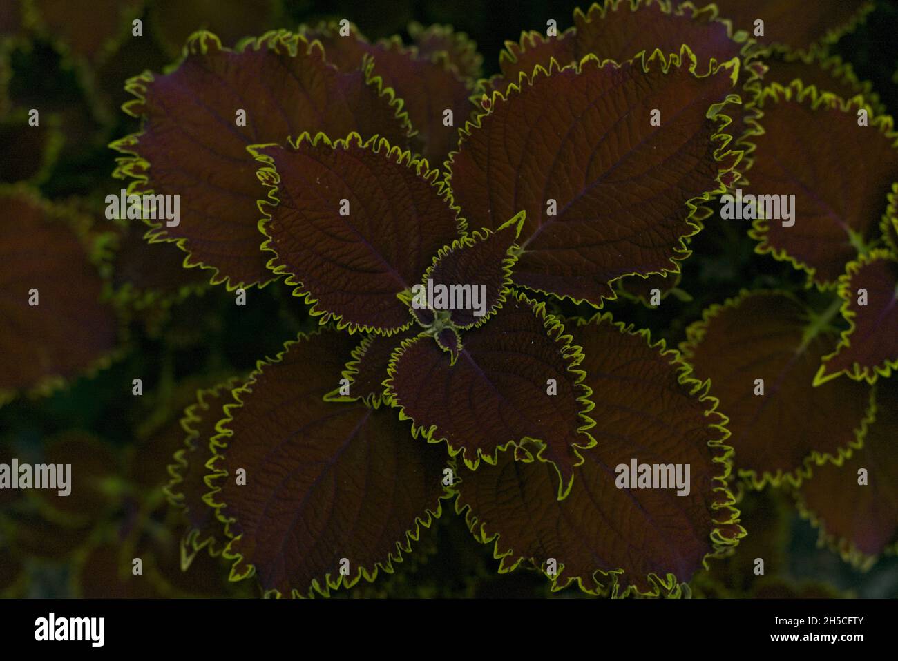Fotografia di un fiore viola con linee gialle, scattata nel pomeriggio. Foto Stock