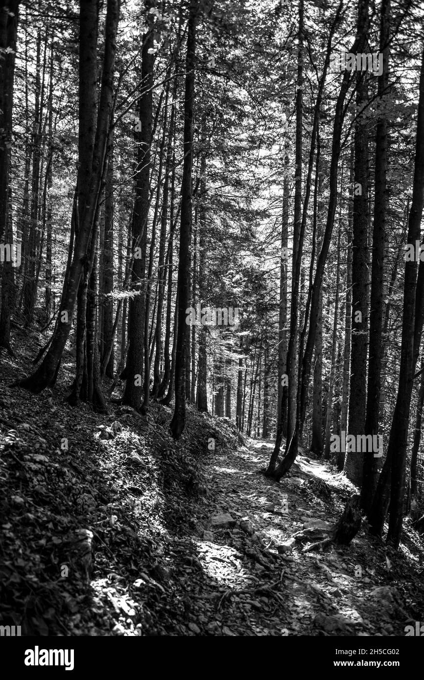 Percorso attraverso i grandi alberi nella foresta in autunno Foto Stock