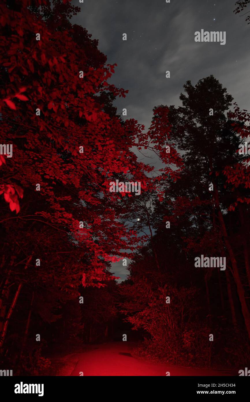 Vicolo scuro di notte con alberi dipinti di luce rossa e stelle che brillano attraverso le nuvole di cielo di notte. Foto Stock