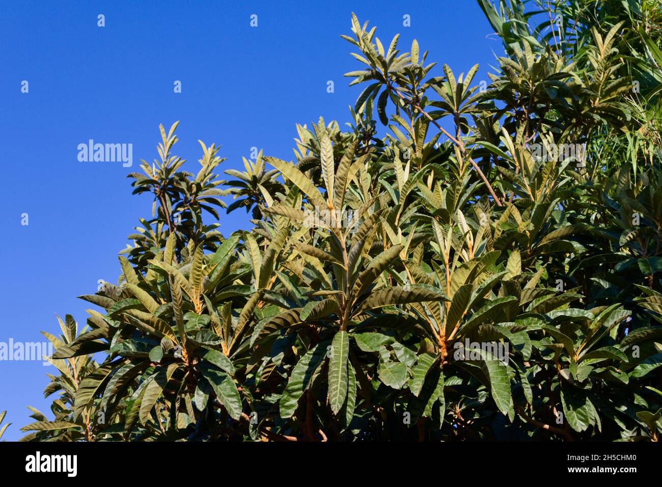 Immagine di un albero di nespola con i suoi rami pieni di foglie verdi ma senza frutti con il cielo blu sullo sfondo Foto Stock