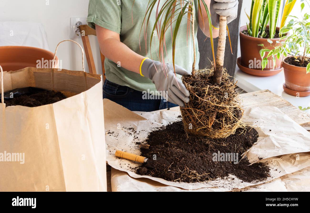 Il processo di trapiantare una casa adulta Dracaena Marginata in un vaso di  argilla più grande, una donna trapiantare un fiore, giardinaggio come un  hobby Foto stock - Alamy
