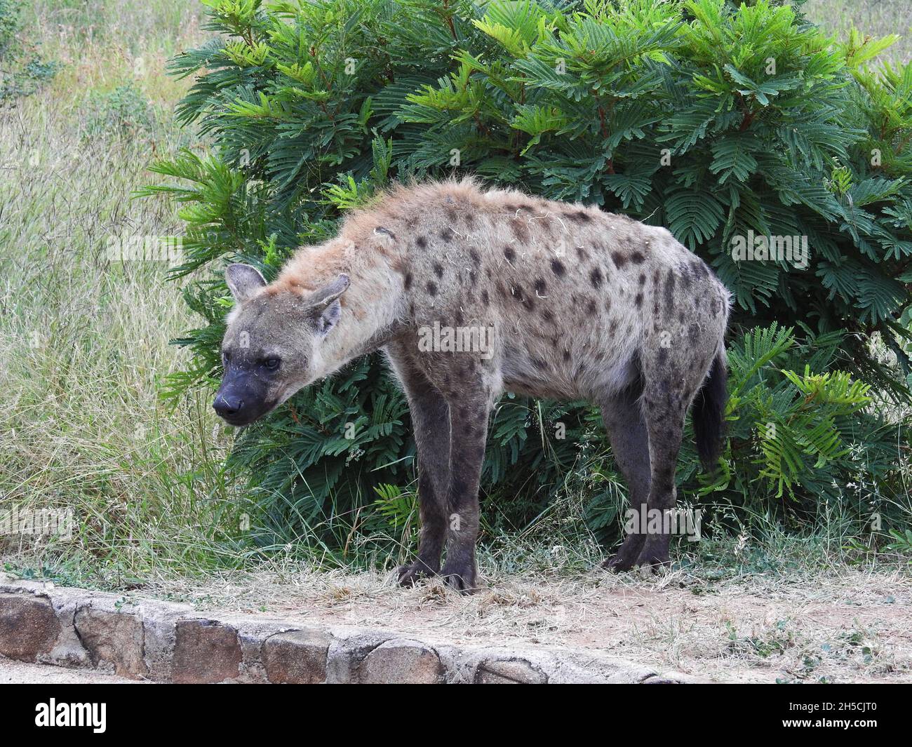 Bella vista di hyena nel Parco Nazionale Kruger in Zuid Afrika Foto Stock