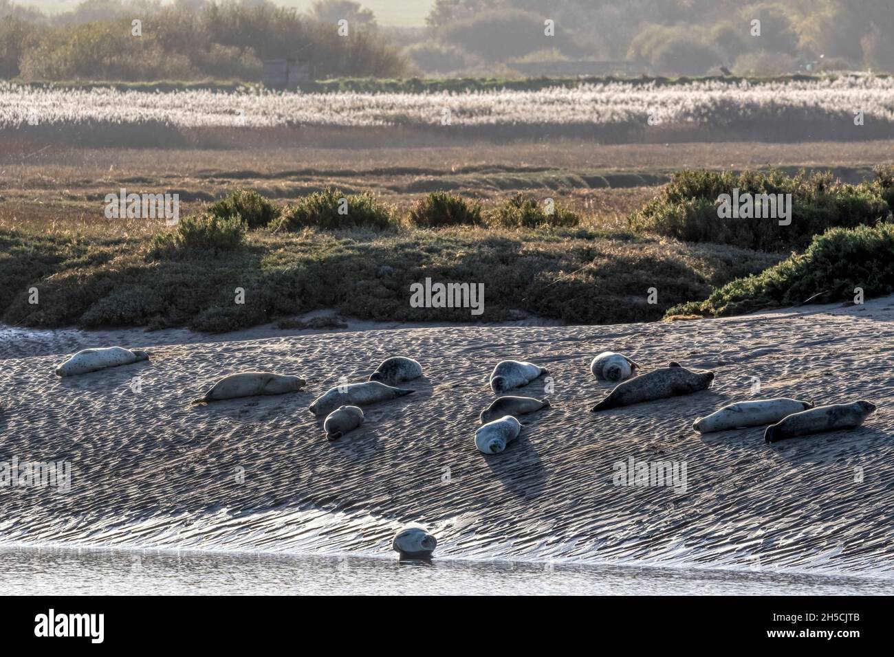 Le foche grigie, il grypus di Halichoerus, hanno trasportato fuori su un banco di sabbia sulla costa nord del Norfolk a Brancaster. Foto Stock
