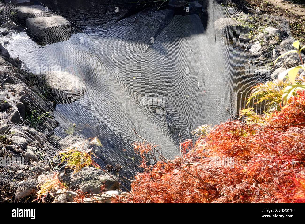 Netz über dem Gartenteich zum Schutz vor dem Eintrag von Herbstlaub Foto Stock