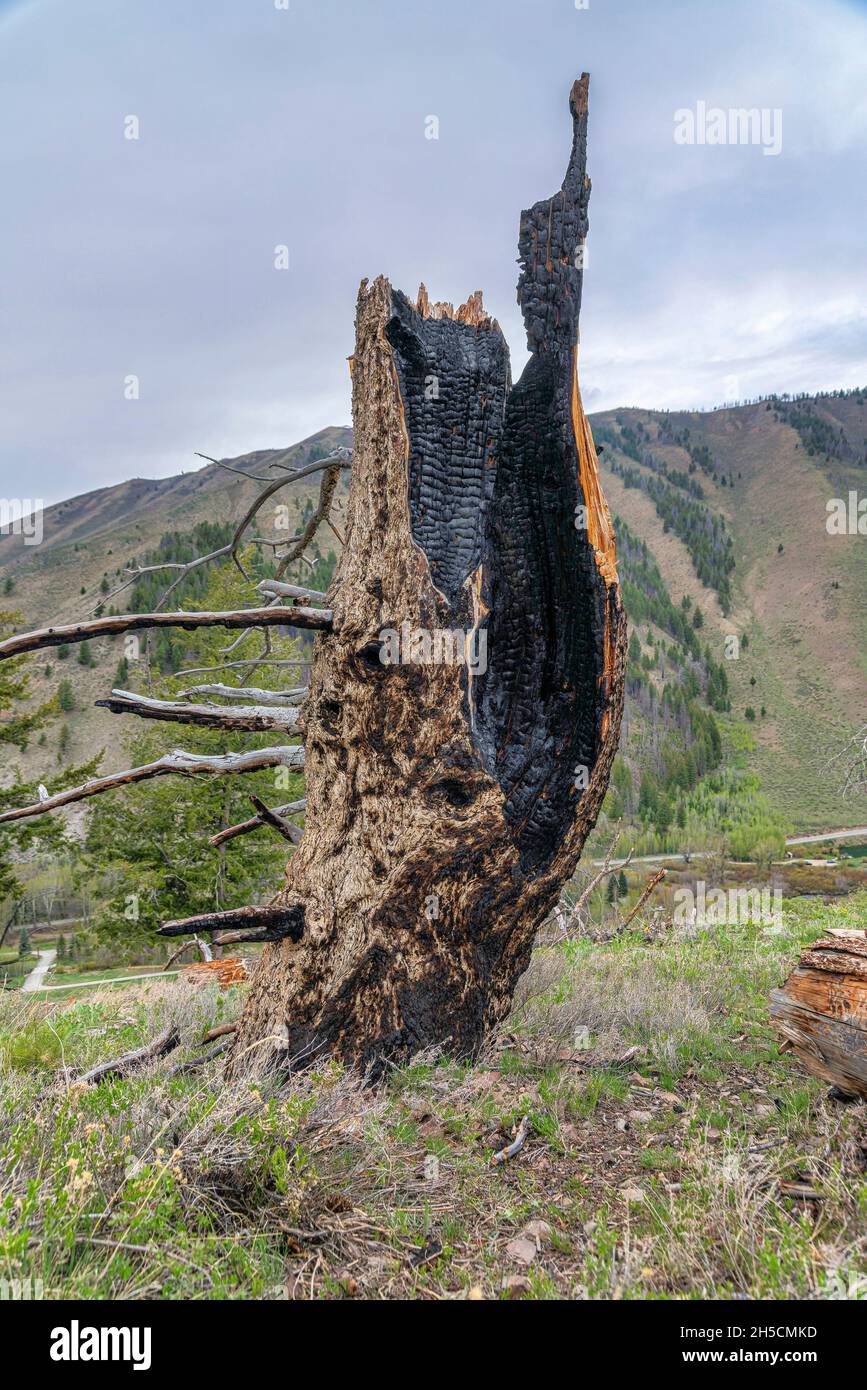 Albero bruciato su un terreno erboso in un sentiero escursionistico in Idaho Foto Stock