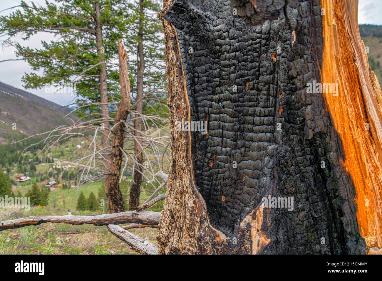 Primo piano di un albero bruciato su un luogo escursionistico in Idaho Foto Stock