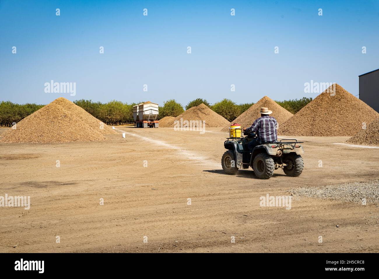 Foto di un uomo che guida un ATV verso grandi mucchi di mandorle con il frutteto sullo sfondo al Capay Canyon Ranch. Foto Stock