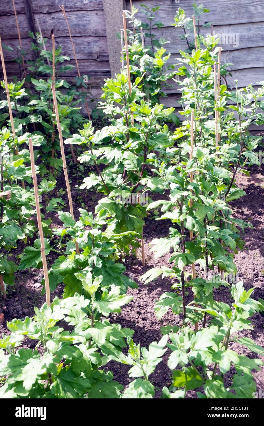 Piante di crisantemo in file legate alle canne in estate pronti per l'autunno fioritura Fiori dalla fine dell'estate alla fine dell'autunno è deciduo e gelo duro Foto Stock