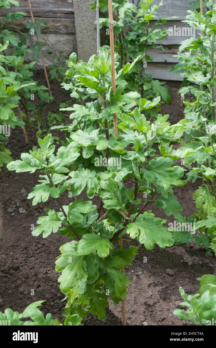 Piante di crisantemo in file legate alle canne in estate pronti per l'autunno fioritura Fiori dalla fine dell'estate alla fine dell'autunno è deciduo e gelo duro Foto Stock