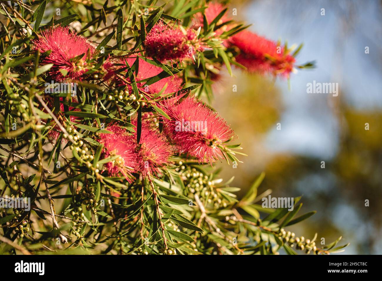 Rosso piangendo bottlebrush fioritura, pianta australiana nativa con grumi di fiori Foto Stock