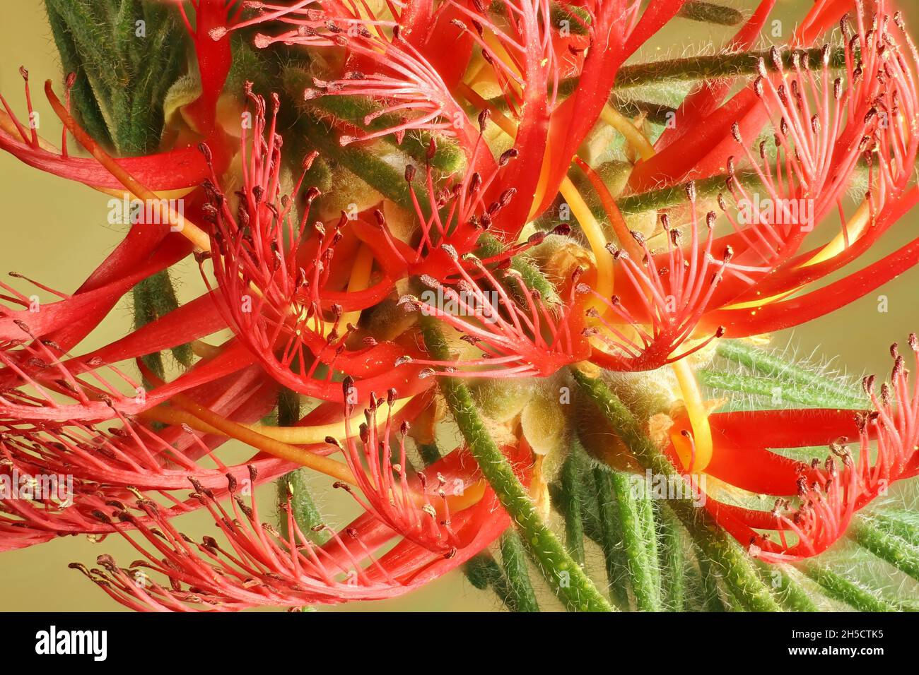 Macro primo piano dell'infiorescenza isolata di Bottlebrush (Calothamnus quadrifidus) Foto Stock