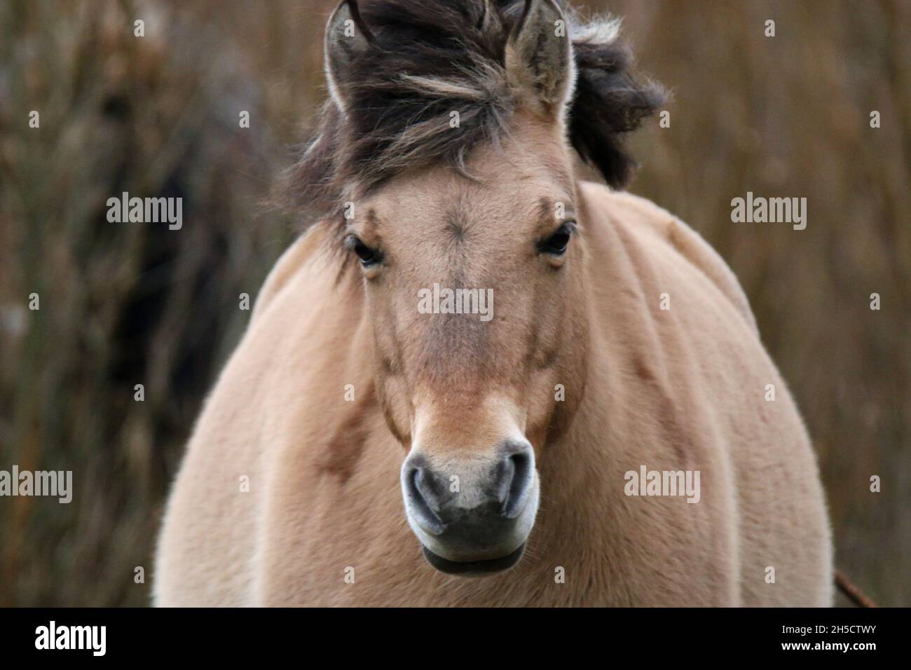 Cavallo Konik (Equus przewalskii F. caballus), ritratto, Germania Foto Stock