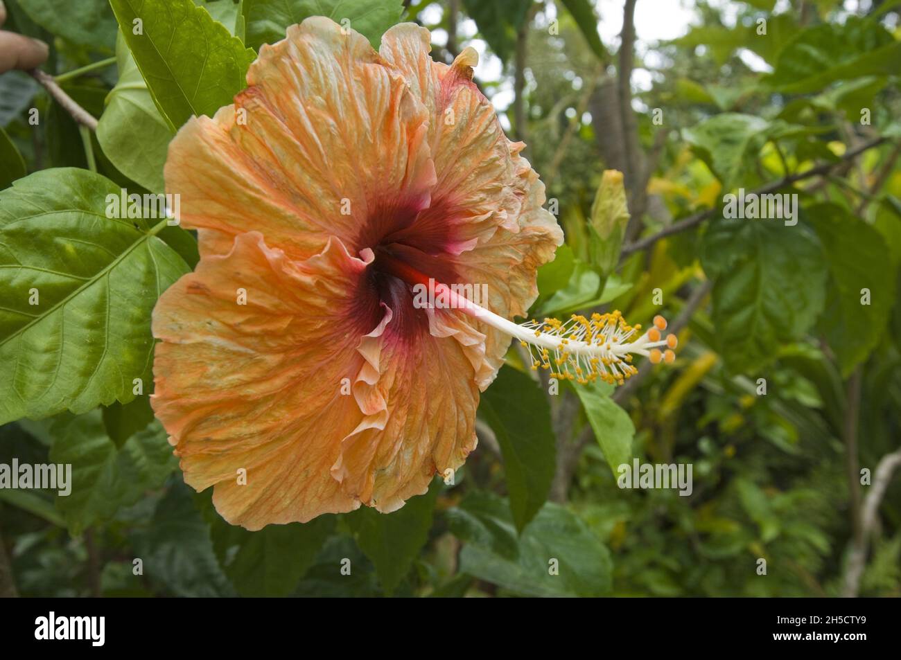 Ibisco cinese (Hibiscus rosa-sinensis), fiore, Isole Cook Foto Stock