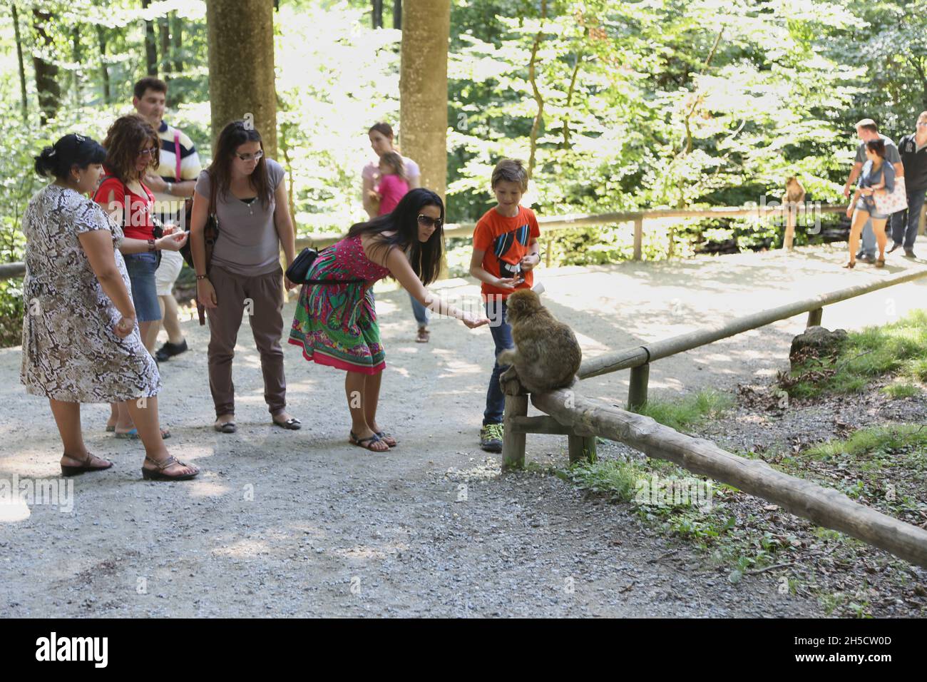 Ape di barbario, macaco di barbario (Macaca sylvanus), i visitatori nutrono scimmie di barbario in uno zoo, in Germania Foto Stock