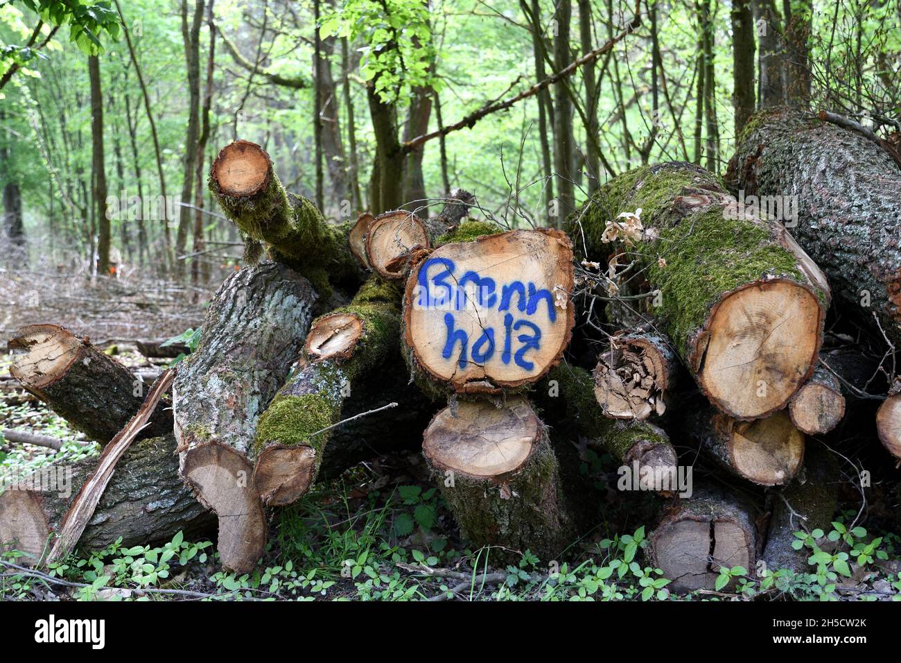 Pali di legno marcati come legna da ardere nella foresta, Germania, Renania settentrionale-Vestfalia Foto Stock