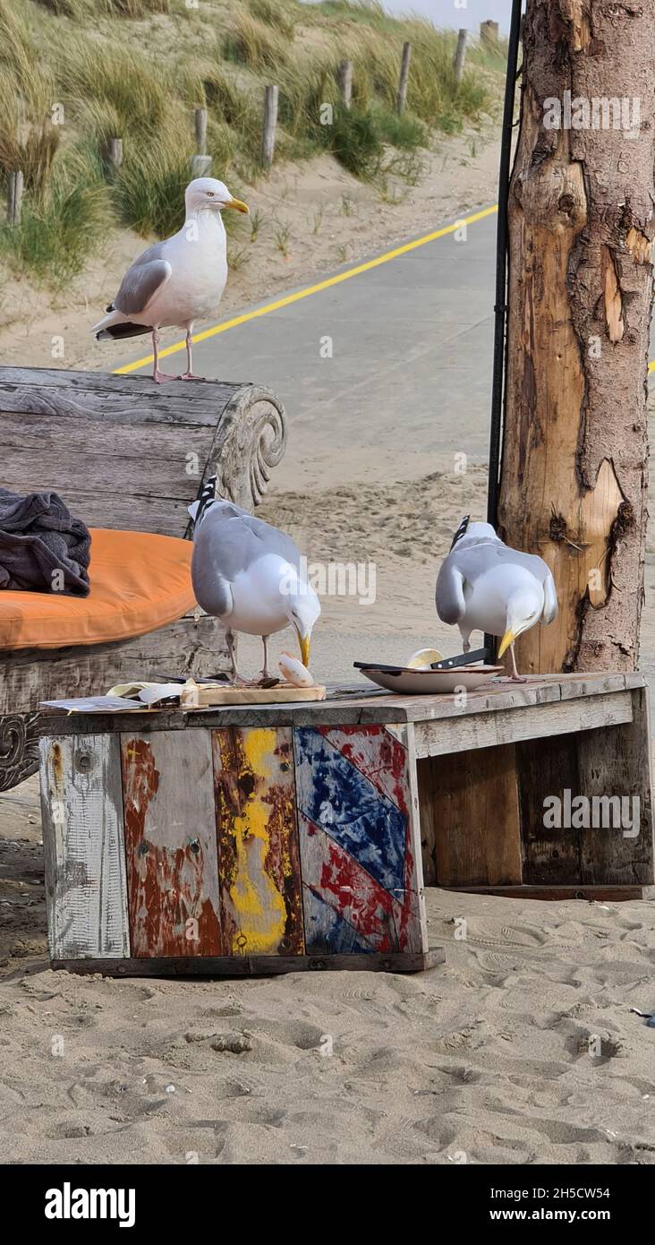 Gabbiano di aringa (Larus argentatus), gabbiani che alimentano residui di cibo nelle dune, Paesi Bassi Foto Stock