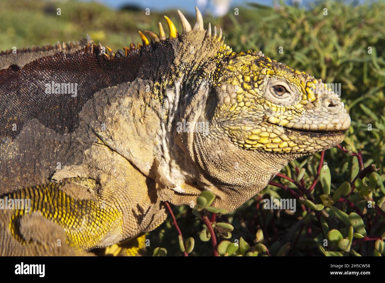 Galapagos terra iguana (Conolophus subcristatus), ritratto, Ecuador, Isole Galapagos, Isla Plaza Foto Stock