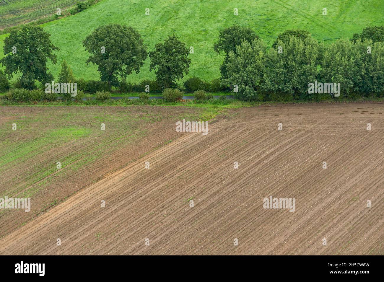 Paesaggio di campo con siepi banca, foto droni, Germania, Schleswig-Holstein, Dithmarschen Foto Stock