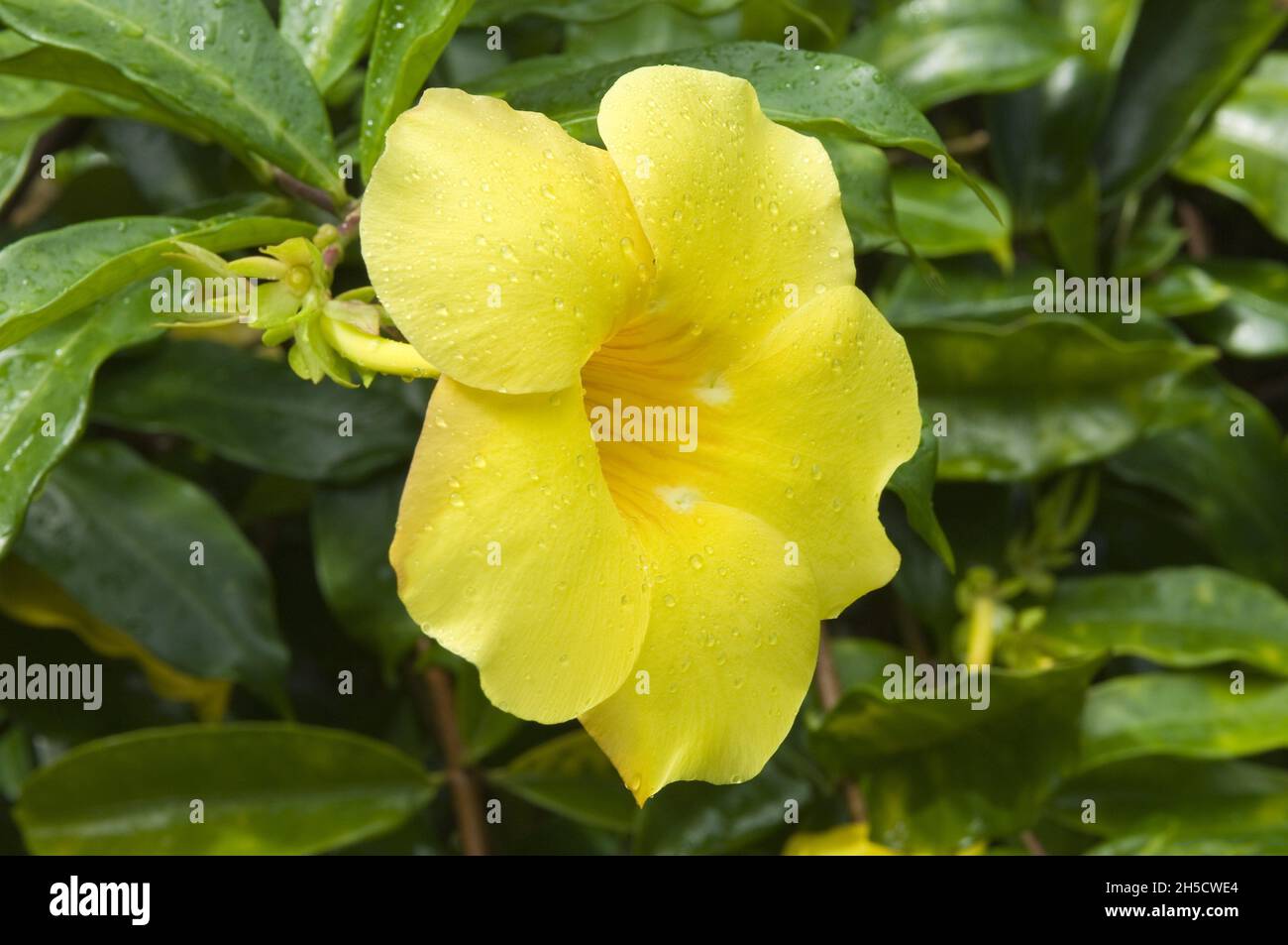 Gatto Claw , Cats Claw, Catclawvine, vite artiglio (Macfadyena unguis-cati, Doxantha unguis-cati), fiore, Isole Cook Foto Stock