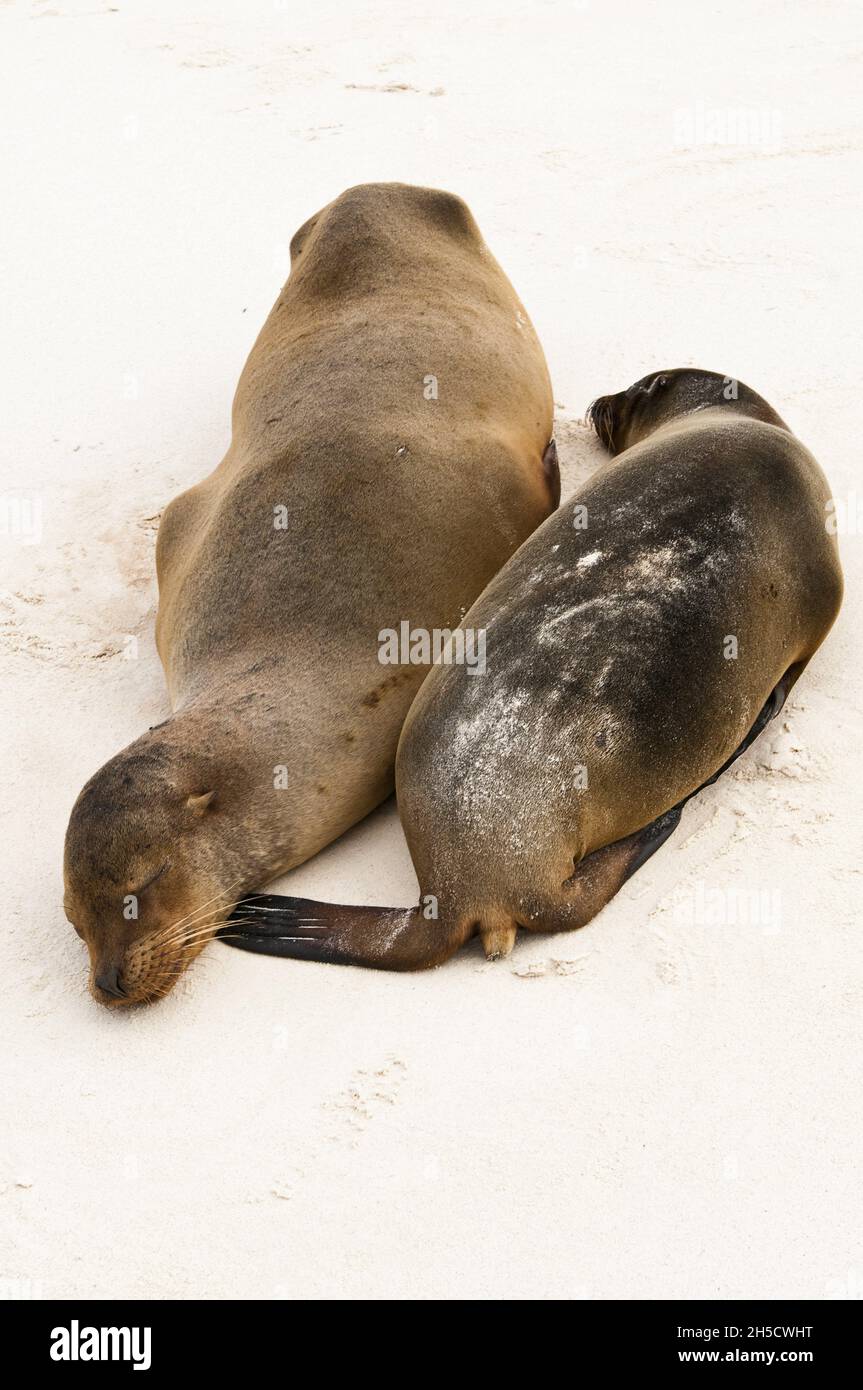 Leone marino Galapagos (Zalophus californianus wollebaeki, Zalophus wollebaeki), due leoni marini Galapagos dormiente sulla spiaggia, Ecuador, Galapagos Foto Stock