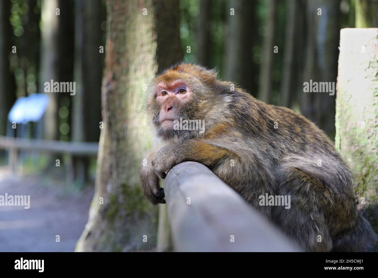 barbary ape, macaco di barbary (Macaca sylvanus), appoggiato contro una recinzione di legno, Germania Foto Stock