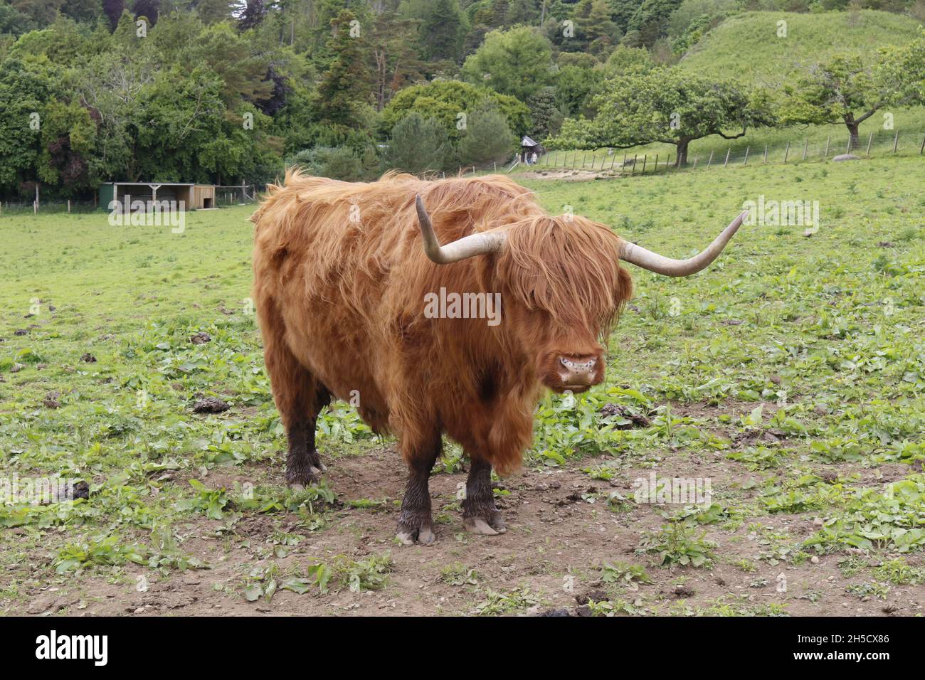 Highland mucca, Scozia Foto Stock