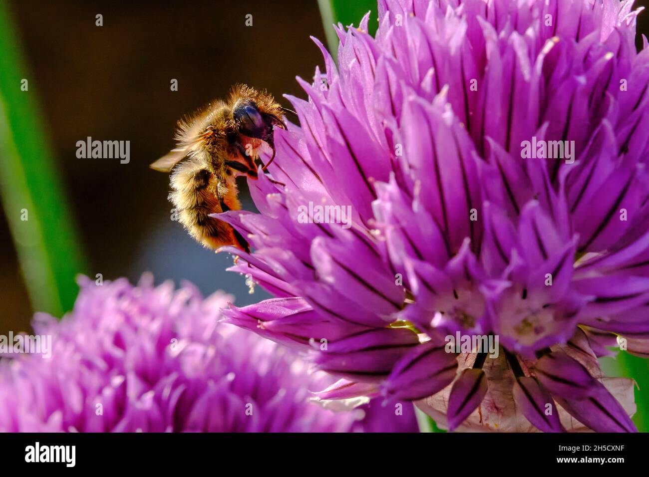 Il miele delle api per raccogliere il polline Foto Stock