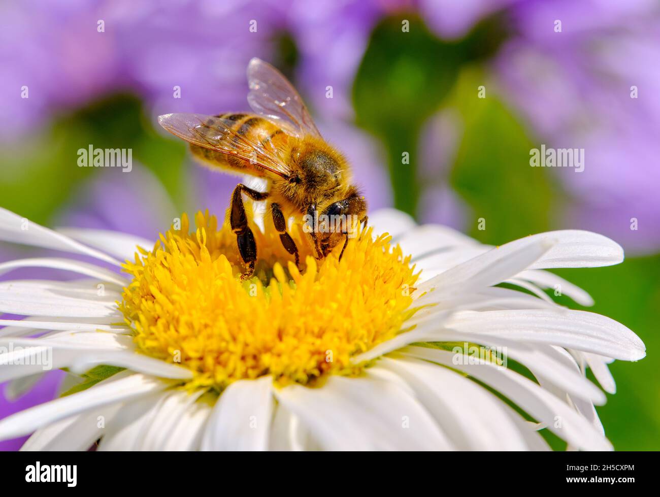 Il miele delle api per raccogliere il polline Foto Stock