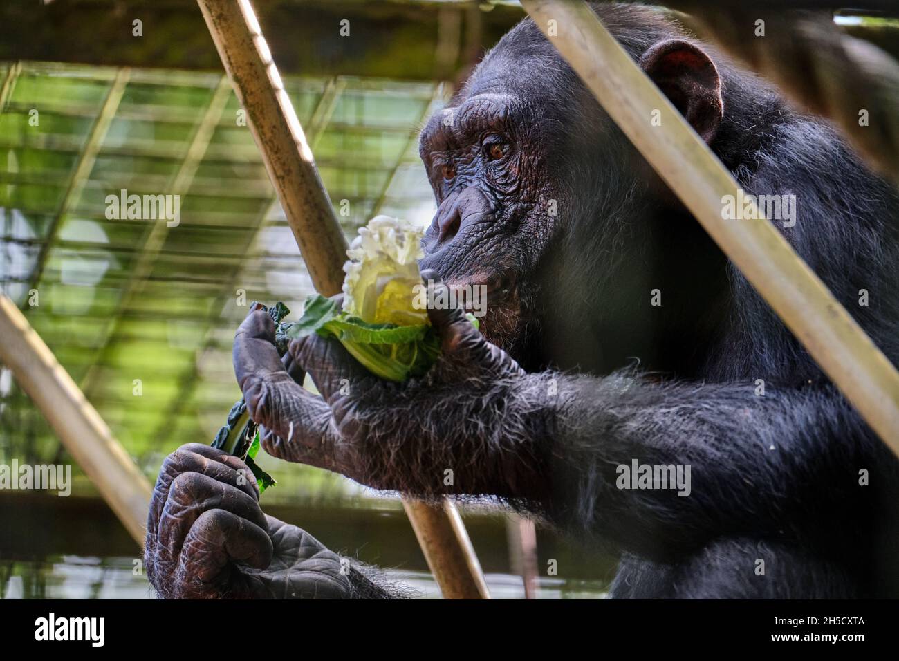 Scimpanzé mangiare foglie. Foto Stock