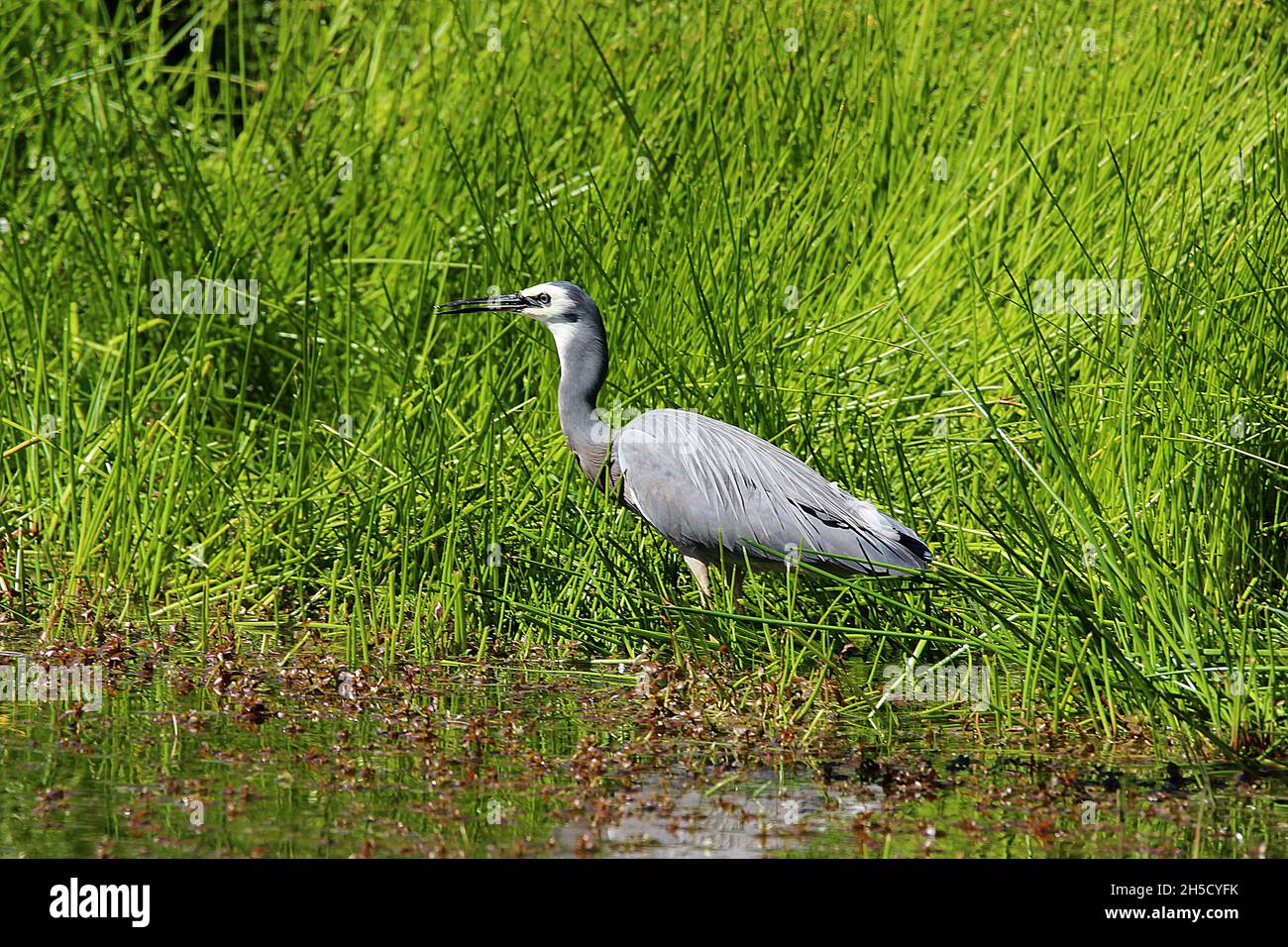Airone a faccia bianca (Egretta novaehollandiae) che si alimenta in palude Foto Stock