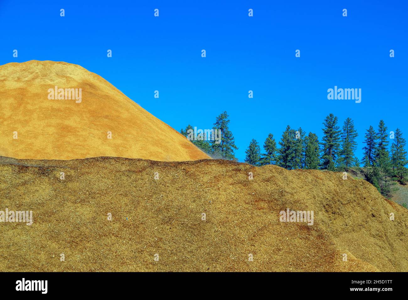Mucchi di trucioli di legno da fare in pellet di legno combustibile un sottoprodotto dell'industria del legname e una risorsa rinnovabile. Foto Stock