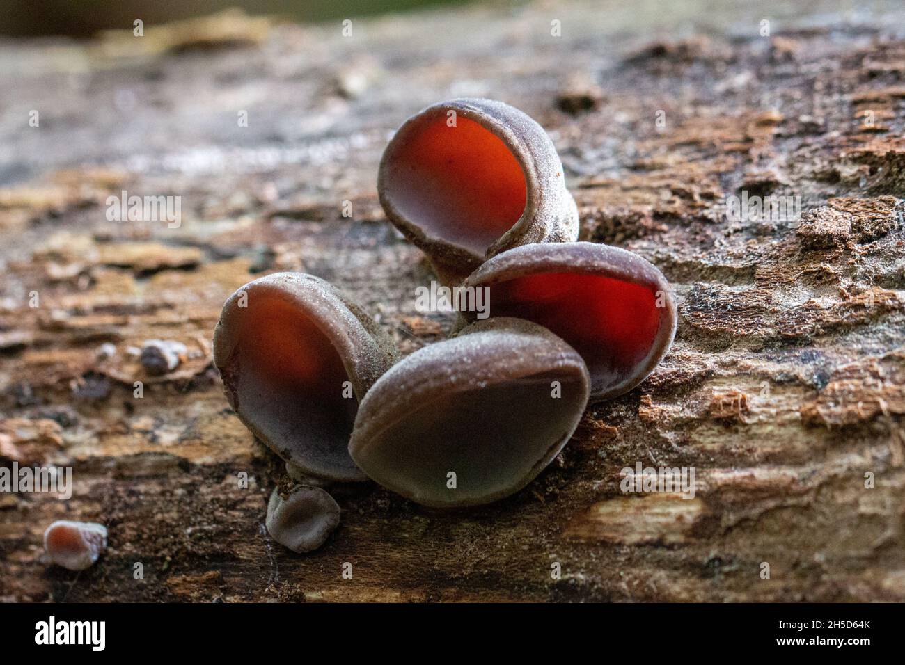 Fungo a forma di orecchio che cresce su un tronco caduto (Auricularia auricula-judae) Foto Stock