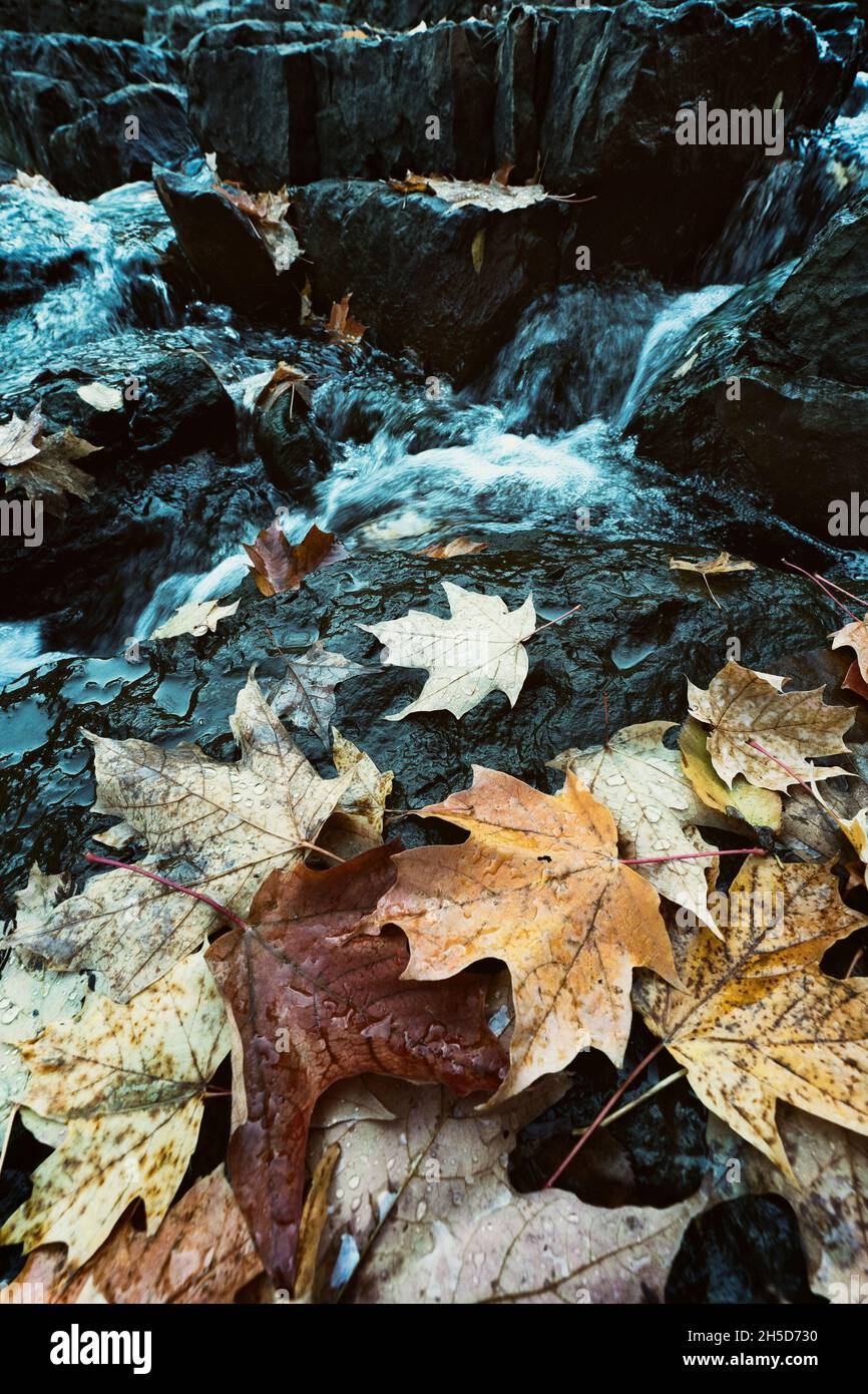 Autunno, foglie di caduta galleggianti sull'acqua, colori di caduta, foglie di acero Foto Stock
