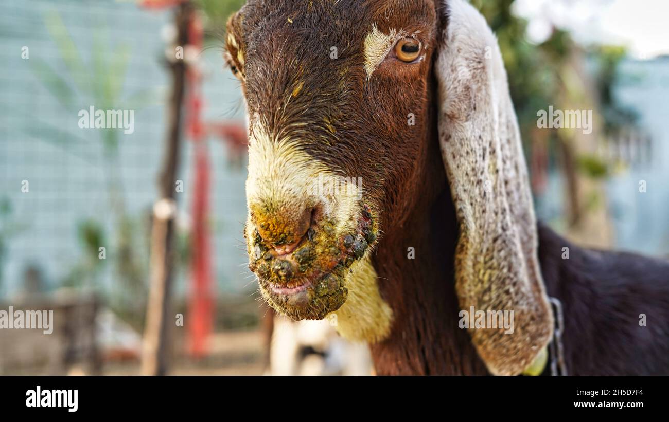 Dermatite pustolosa contagiosa. Un diagio comune in specie di capra. La dermatite pustolosa contagiosa è uno zoonotico. Foto Stock