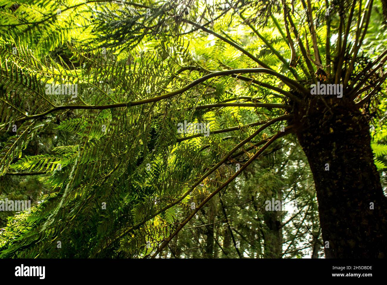 Sotto una grande felce di alberi forestali, l'Alsofila capensis, guardando verso l'alto la luce che filtra attraverso i grandi fonds verdi luminosi Foto Stock