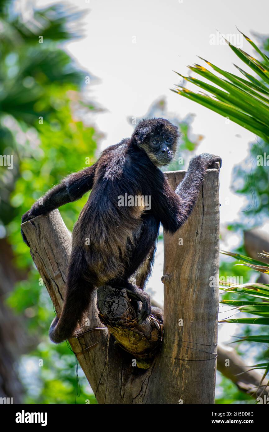 Primo piano verticale della scimmia ragno, scimmia del nuovo mondo, appartenente al genere Ateles. Foto Stock