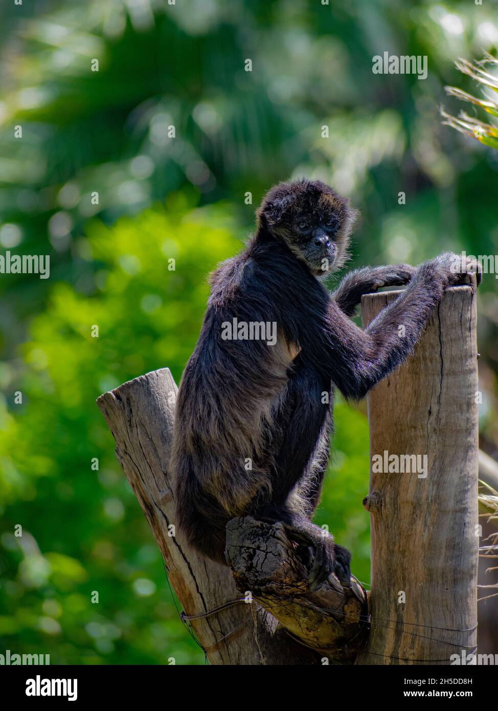 Primo piano verticale della scimmia ragno, scimmia del nuovo mondo, appartenente al genere Ateles. Foto Stock